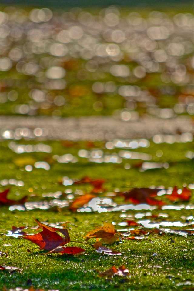 Sunny early morning (Regent's Park).jpg